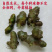 野生藤三七植物苗盆栽食用药用土田七种苗种子根茎爬藤绿植包