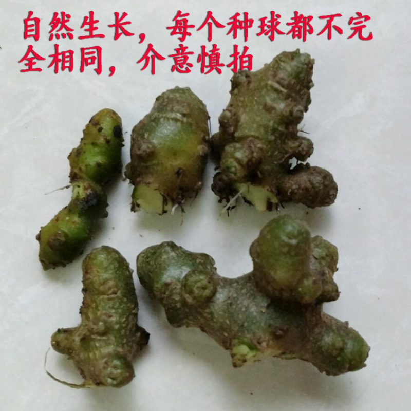 野生藤三七植物苗盆栽食用药用土田七种苗种子根茎爬藤绿植包