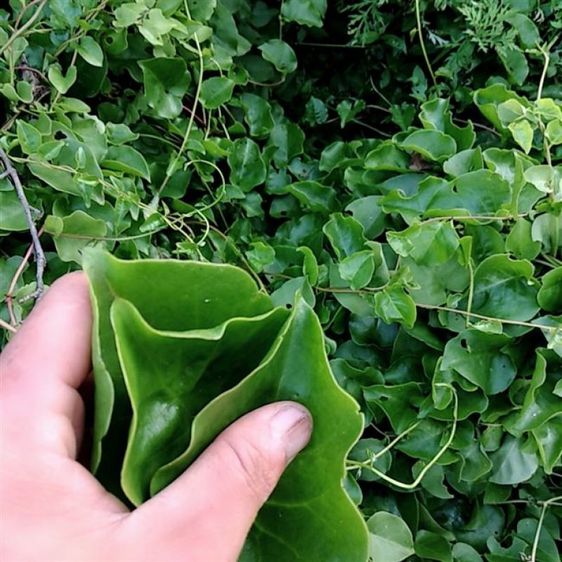 野生藤三七植物苗盆栽食用药用土田七种苗种子根茎爬藤绿植包