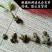 野生藤三七植物苗盆栽食用药用土田七种苗种子根茎爬藤绿植包