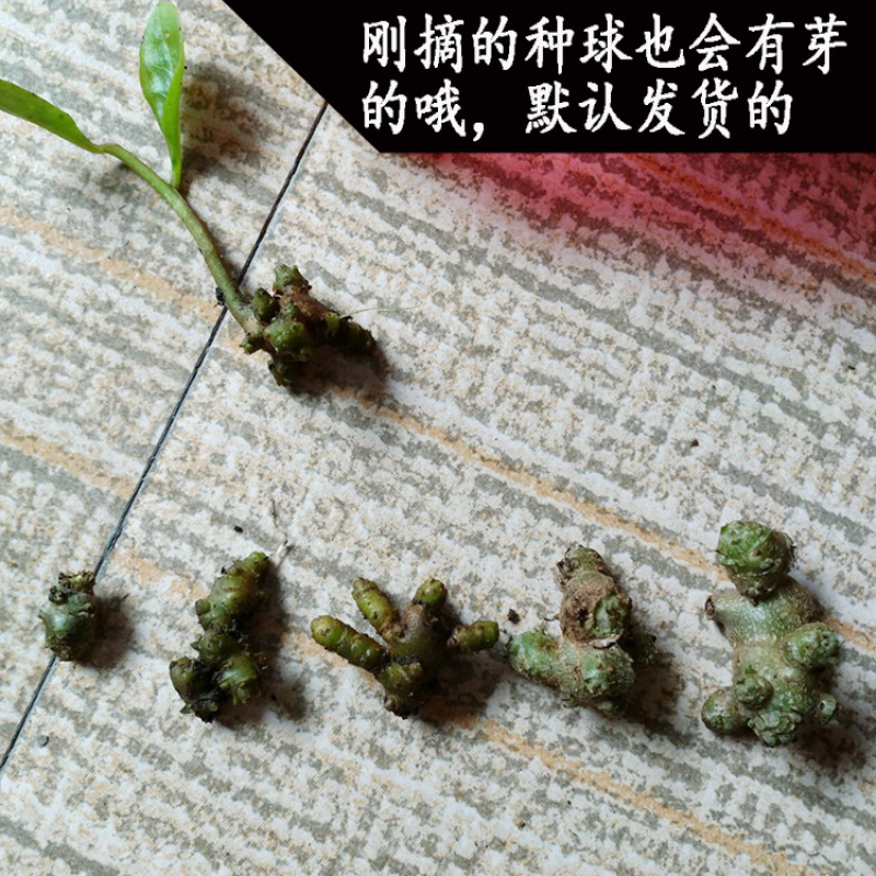 野生藤三七植物苗盆栽食用药用土田七种苗种子根茎爬藤绿植包