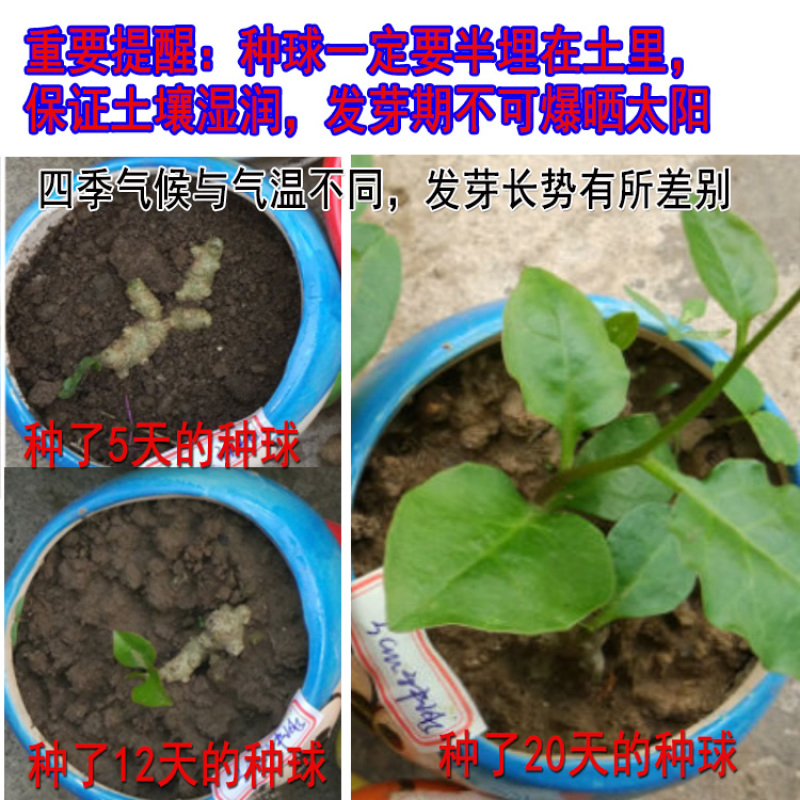 野生藤三七植物苗盆栽食用药用土田七种苗种子根茎爬藤绿植包