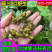野生藤三七植物苗盆栽食用药用土田七种苗种子根茎爬藤绿植包