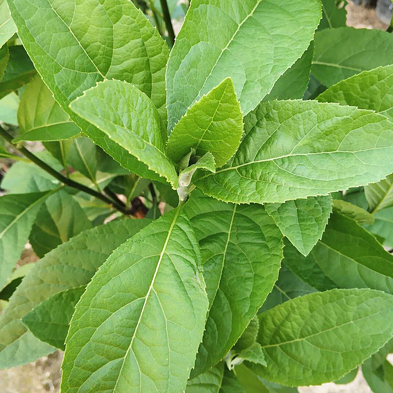 南非叶苗正宗食用南非叶盆栽南非叶树苗将军叶苦叶茶新鲜现