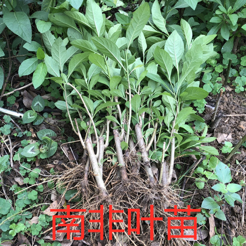 南非叶苗正宗食用南非叶盆栽南非叶树苗将军叶苦叶茶新鲜现