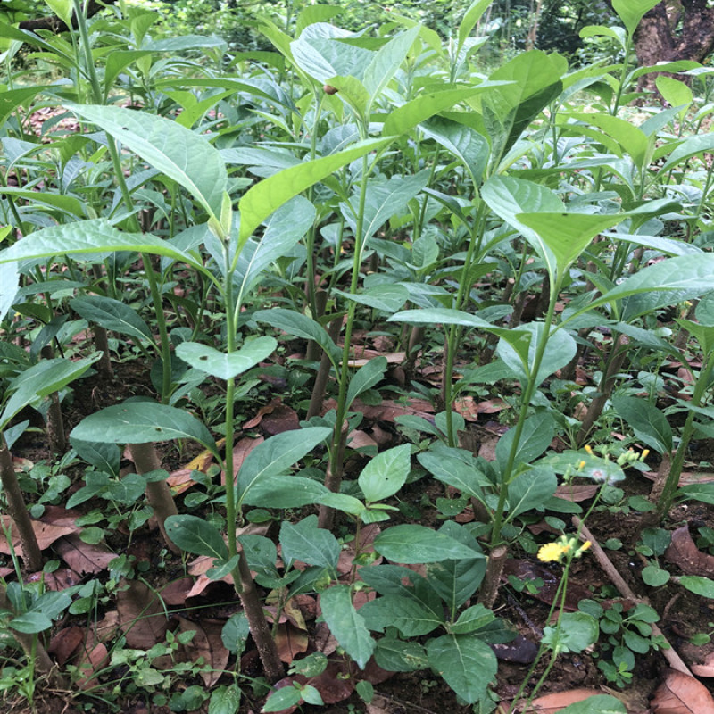 南非叶苗正宗食用南非叶盆栽南非叶树苗将军叶苦叶茶新鲜现