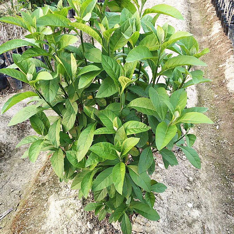 南非叶苗正宗食用南非叶盆栽南非叶树苗将军叶苦叶茶新鲜现
