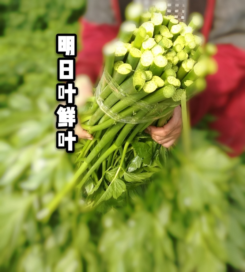 日本明日叶苗，明日草种苗，明日叶种子，盆栽阳台