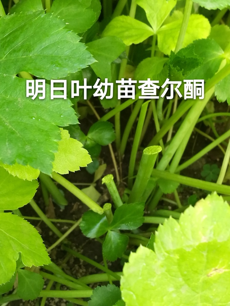 日本明日叶苗，明日草种苗，明日叶种子，盆栽阳台