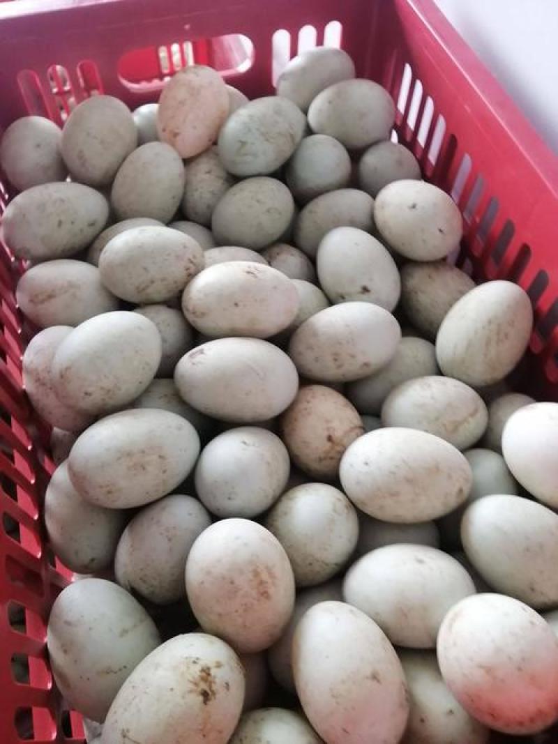 【热销】鲜鸭蛋厂家直销一手货源，大量出售欢迎各位电话咨询