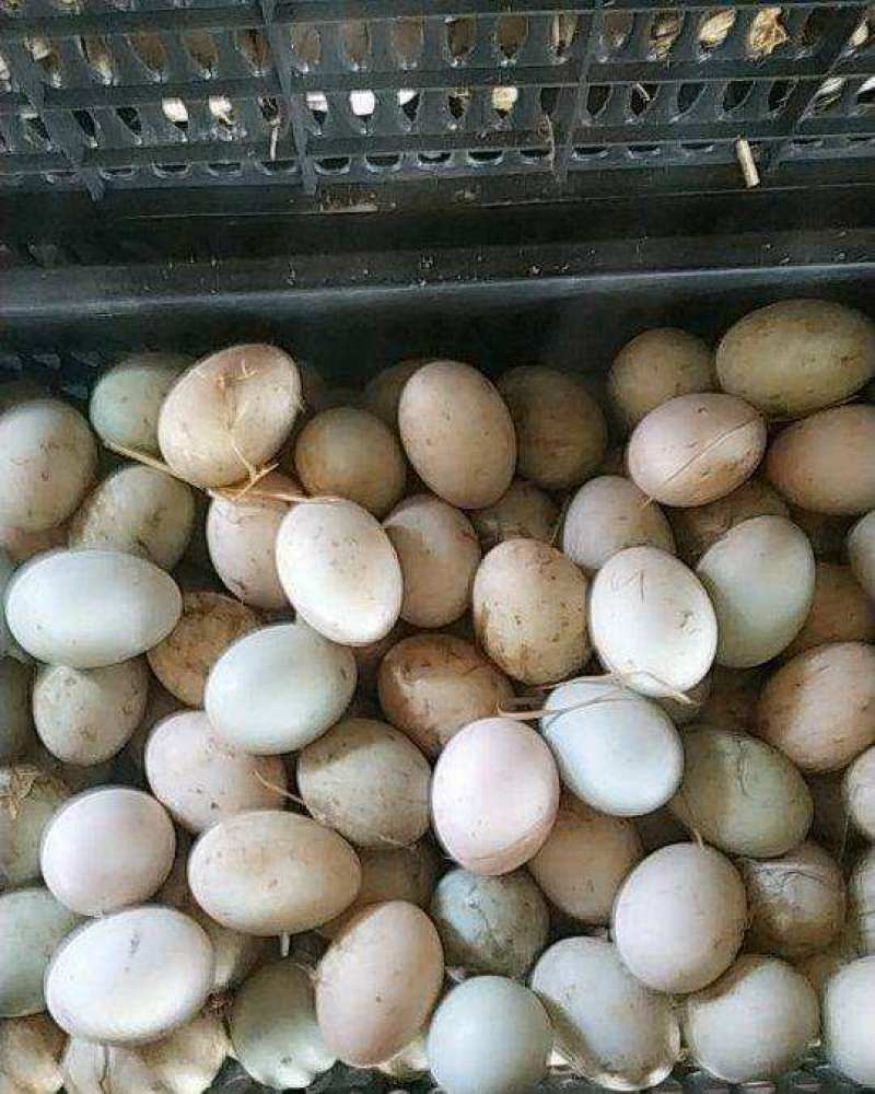 【热销】鲜鸭蛋厂家直销一手货源，大量出售欢迎各位电话咨询