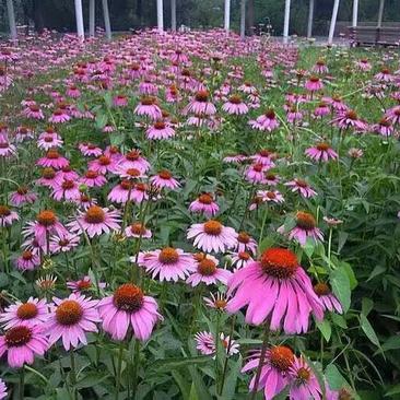 松果菊种植基地松果菊100万低价处理松果菊自产自