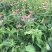 松果菊种植基地松果菊100万低价处理松果菊自产自