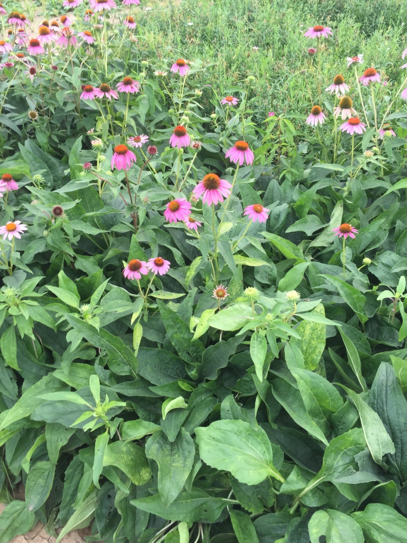 松果菊种植基地松果菊100万低价处理松果菊自产自