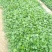 松果菊种植基地松果菊100万低价处理松果菊自产自