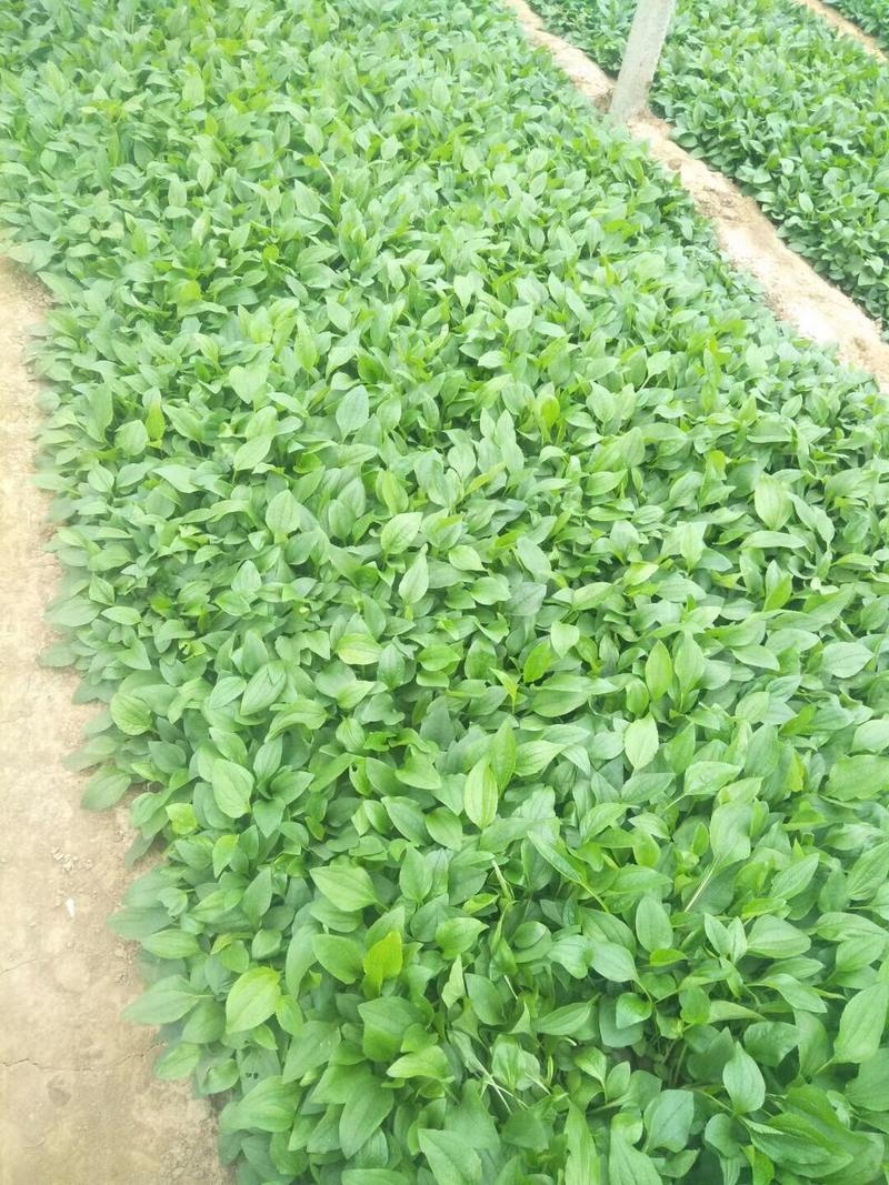 松果菊种植基地松果菊100万低价处理松果菊自产自