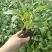松果菊种植基地松果菊100万低价处理松果菊自产自
