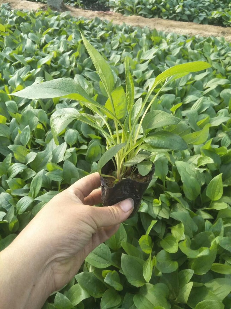 松果菊种植基地松果菊100万低价处理松果菊自产自