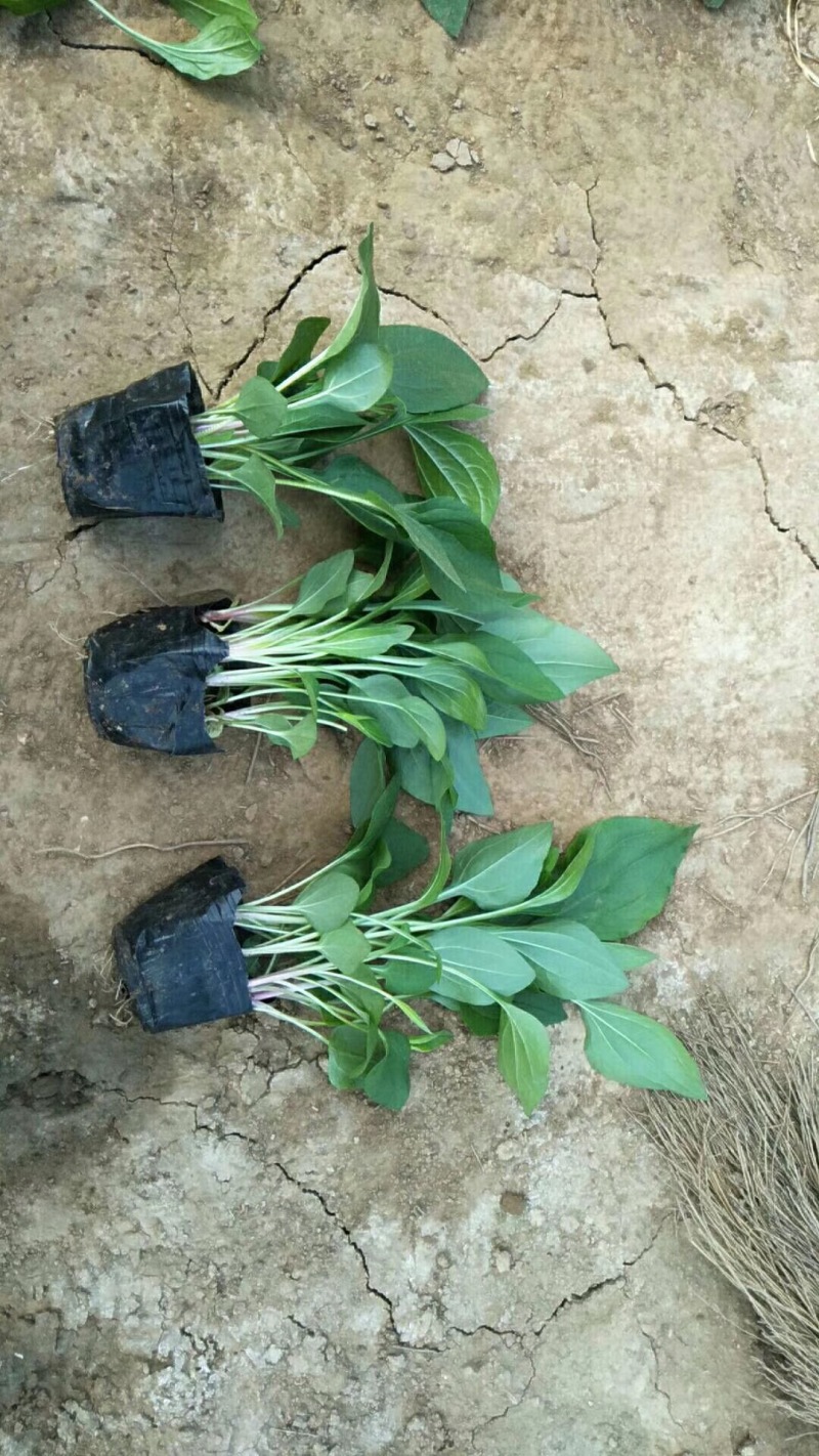松果菊种植基地松果菊100万低价处理松果菊自产自