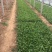 松果菊种植基地松果菊100万低价处理松果菊自产自