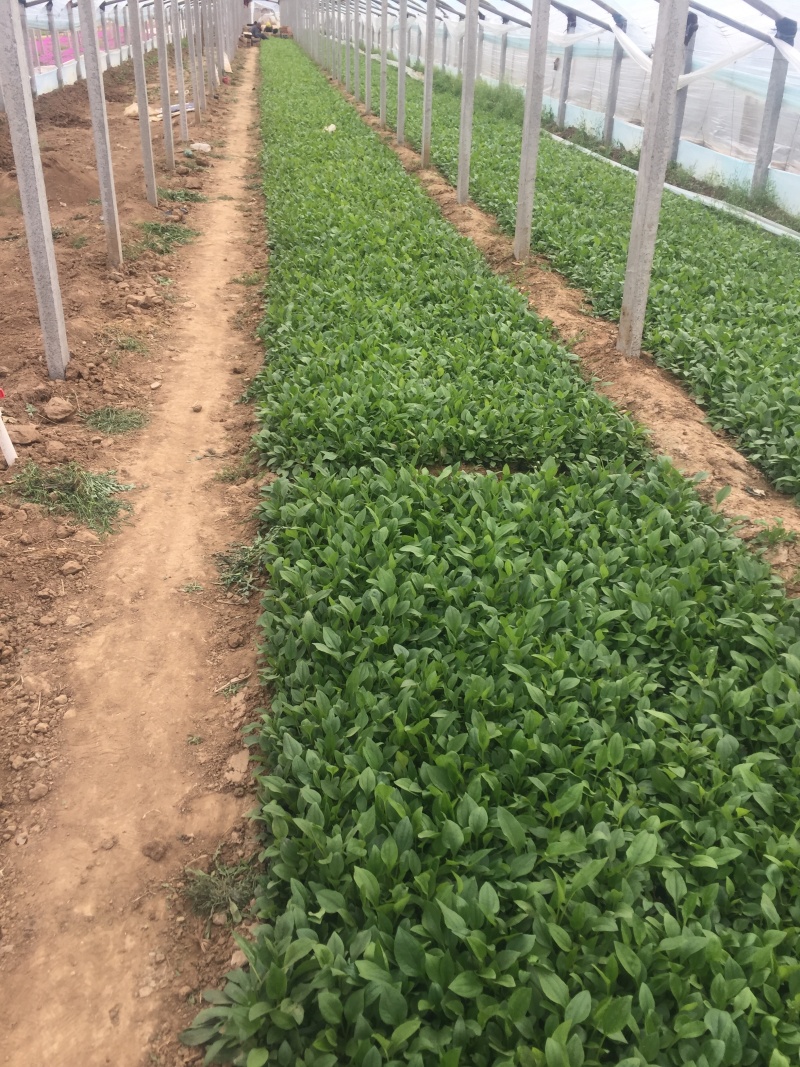 松果菊种植基地松果菊100万低价处理松果菊自产自