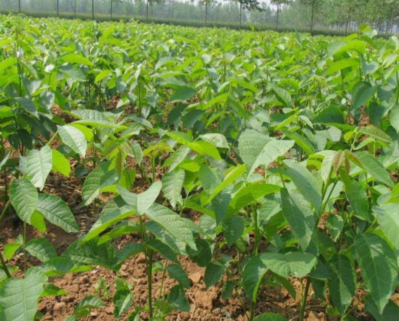 优质蜂糖李子苗黑布朗李基地现挖现发杜绝假苗包存活包技术