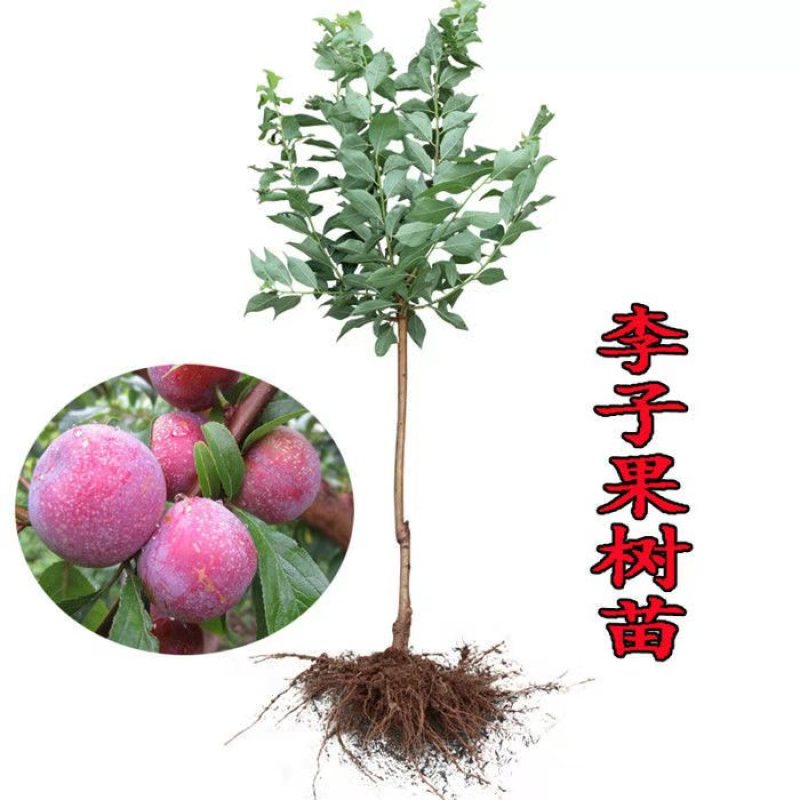 优质蜂糖李子苗黑布朗李基地现挖现发杜绝假苗包存活包技术