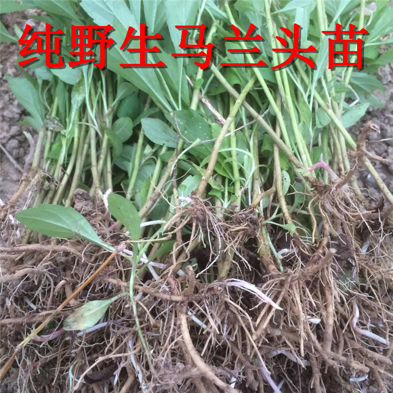 野生马兰头苗多年生蔬菜种苗四季采收蔬菜