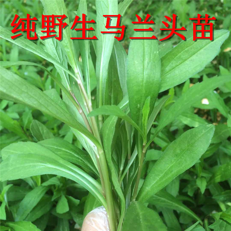 野生马兰头苗多年生蔬菜种苗四季采收蔬菜