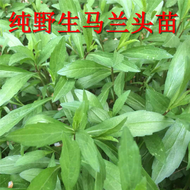 野生马兰头苗多年生蔬菜种苗四季采收蔬菜