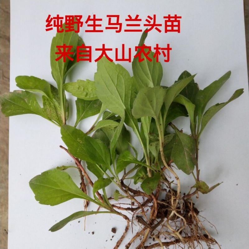 野生马兰头苗多年生蔬菜种苗四季采收蔬菜