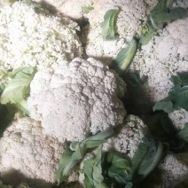 云南有机花菜，山地菜，基地直供，清秀耐运输