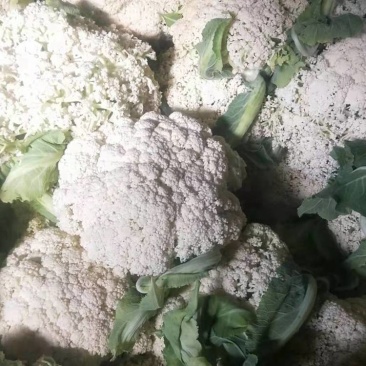 云南有机花菜，山地菜，基地直供，清秀耐运输