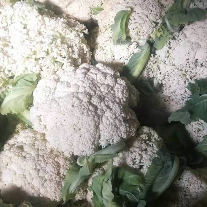 云南有机花菜，山地菜，基地直供，清秀耐运输