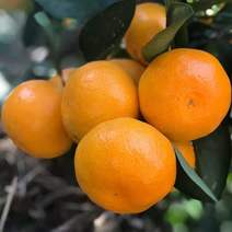 湖南石门橘子，慈利蜜桔，柑橘，常年与超市水果店合作质量保