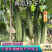 无苦味强磁性节节有瓜座果率高无架春秋地黄瓜种子