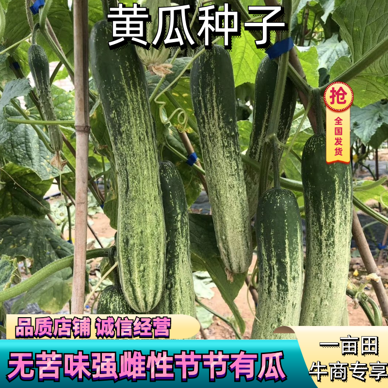 无苦味强磁性节节有瓜座果率高无架春秋地黄瓜种子