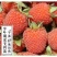 掌叶覆盆子树苗，红树莓悬钩子种苗，品种纯正，基地种植