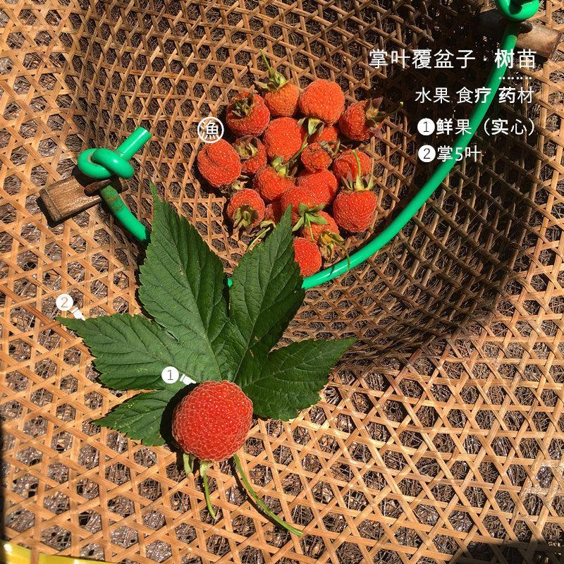 掌叶覆盆子树苗，红树莓悬钩子种苗，品种纯正，基地种植