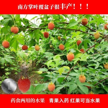 掌叶覆盆子树苗，红树莓悬钩子种苗，品种纯正，基地种植