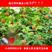 掌叶覆盆子树苗，红树莓悬钩子种苗，品种纯正，基地种植