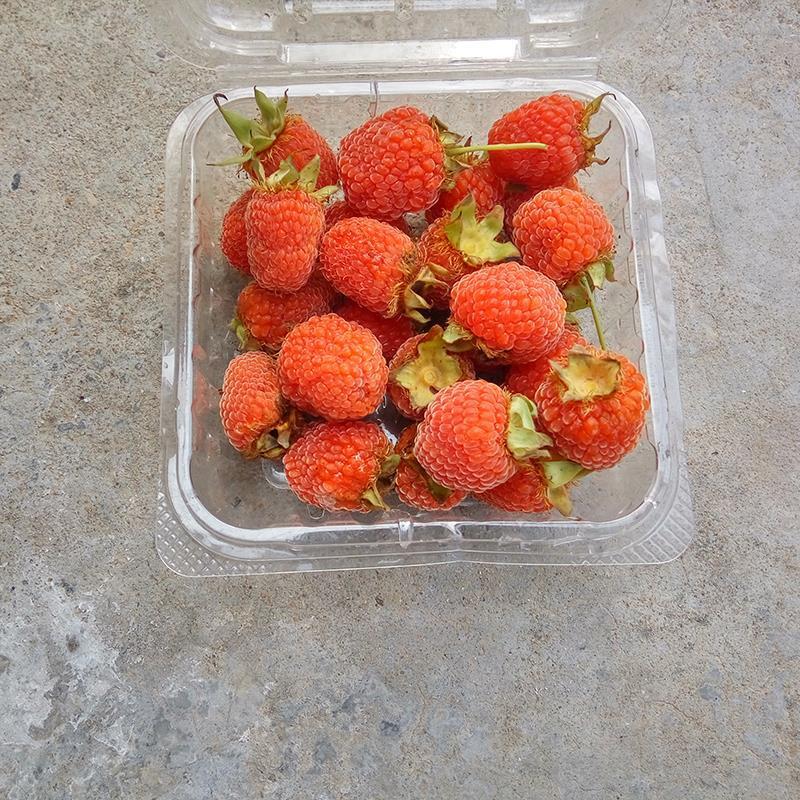 掌叶覆盆子树苗，红树莓悬钩子种苗，品种纯正，基地种植