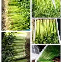 江苏南通芹菜无烂黄叶粗细均匀耐运输可视频看货诚信经营