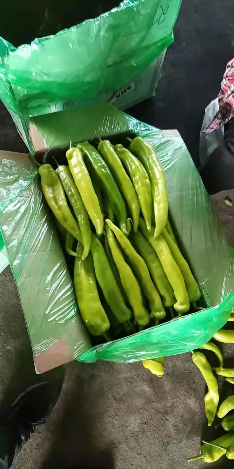 尖椒海城市精品尖椒一手货源产地直销欢迎看货选购