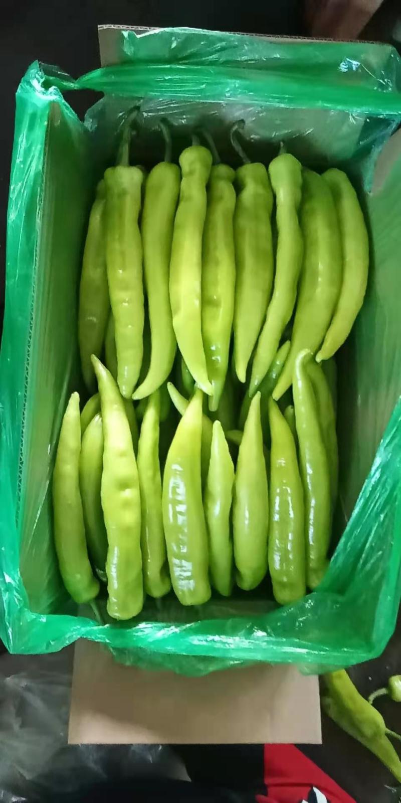 尖椒黄皮尖椒，产地直销，货源充足量大价优欢迎咨询
