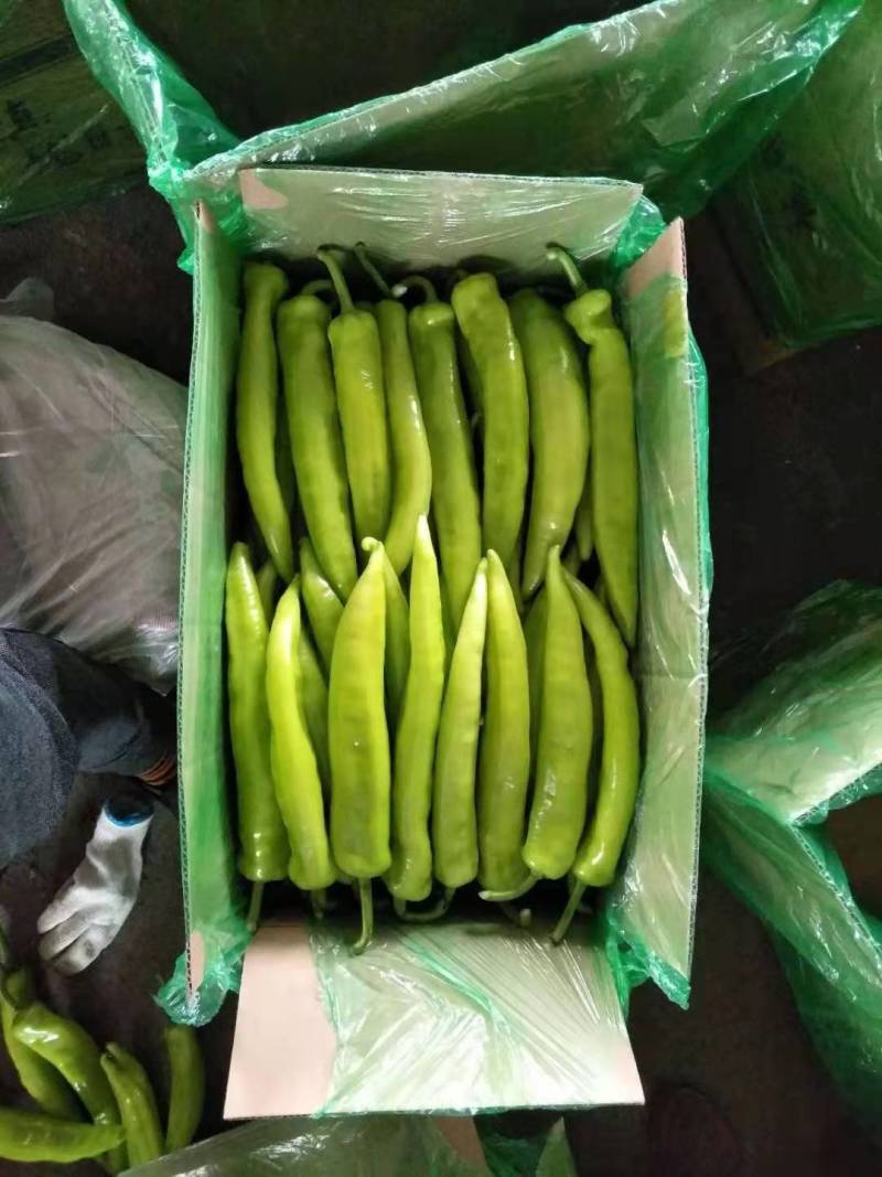 尖椒黄皮尖椒，产地直销，货源充足量大价优欢迎咨询