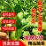 食品加工菜精品上海青大菜，现挖现发，住宿装车一条龙服务