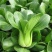 精品油菜安徽万亩上海青大中小颗油菜大量供应量大从优