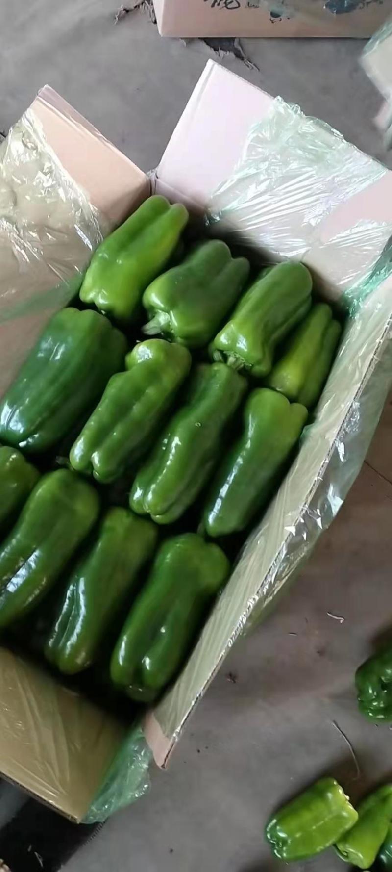 圆尖椒鲜辣椒，质优价廉产地直销保质保量欢迎选购
