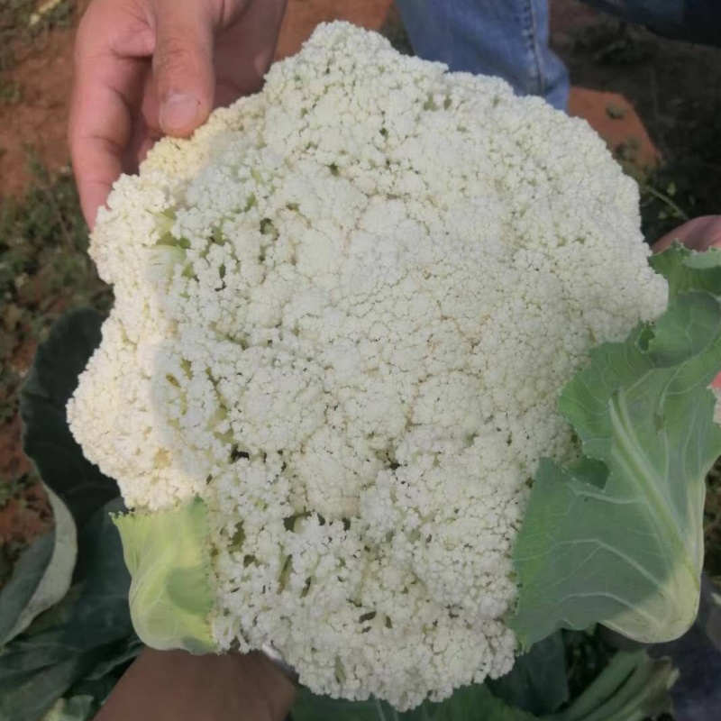 云南有机花菜，山地菜，基地直供，清秀耐运输
